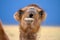 Bactrian camel portrait in desert