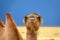 Bactrian camel portrait in steppe