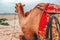 Bactrian camel resting on sand dune, Mongolia