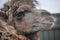 The Bactrian Camel in the safari park