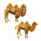 Bactrian camel set