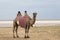 Bactrian camel stands on sand