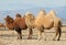 Bactrian camel in the steppes of Mongolia