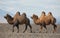 Bactrian camel in the steppes of Mongolia