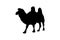 Bactrian camel, vector black color silhouette illustration for icon, logo, poster, banner. Two-humped camel, desert animal,