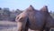Bactrian Camel Walking Off. High quality