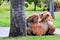 Bactrian camel in zoo