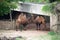 Bactrian camels