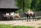 The Bactrian camels,