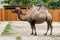 Bactrian camels with brown hair in the zoo