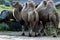Bactrian camels Camelus bactrianus