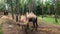 Bactrian Camels. Camelus bactrianus,