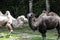 Bactrian camels, Camelus bactrianus is a large, even-toed ungulate native to the steppes of Central Asia