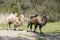 Bactrian camels, Camelus bactrianus is a large, even-toed ungulate native to the steppes of Central Asia