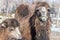 Bactrian Camels Eating