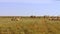 Bactrian camels graze in the steppe on sun-scorched grass on a hot afternoon.