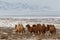 Bactrian camels herd in the snow of desert, Mongolia