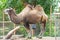 Bactrian Camels at London Zoo.The Bactrian camel Camelus bactrianus is a large, even toed ungulate native to the steppes of