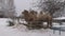 Bactrian camels in the middle of the Ural winter.