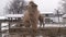 Bactrian camels in the middle of the Ural winter.