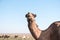 Bactrian camels near the road