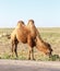 Bactrian camels near the road