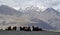 Bactrian camels in Nubra Valley