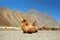 Bactrian Camels on the Nubra Valley