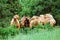 Bactrian Camels In An Open Woodland