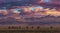 Bactrian Camels on a pasture in Mongolia at sunset. Panorama of the pasture. Source of meat, milk and wool. Camel down, a favorite