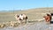 Bactrian camels in steppe against background of mountains. Herd of animals in pasture. Slow motion