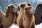 Bactrian Camels walks in the snow