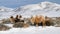 Bactrian camels in winter landscape. Nature of Altai Republic