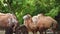 Bactrian family in the zoo, green foliage