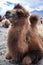 Bactrian or two-hump camel in Nubra Valley