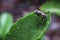 Bactrocera cucurbitae flies on leaf