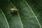 Bactrocera cucurbitae is a species of fly belonging to the family Tephritidae. This species is also part of the order Diptera, Ins