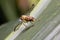 Bactrocera dorsalis fruit fly