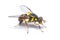 Bactrocera dorsalis fruit fly isolated on white background
