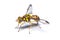 Bactrocera dorsalis fruit fly isolated on white background