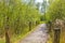 Bad Bederkesa Lake See jetty forest landscape sunny day Germany