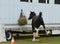 Bad behaved horse tied to horse trailer