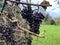 Bad dried grapes in vineyard on vine - stock footage