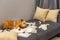 Bad golden retriever dog playing toilet paper on sofa