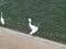 Bad Hair Day for Young Egrets