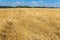 Bad harvest flattened dutch yellow grain field