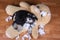 Bad naughty schnauzer dog destroyed plush toy