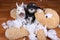 Bad naughty schnauzer dogs destroyed plush toy