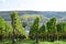 Bad Neuenahr-Ahrweiler, Germany - 10 19 2020: autumn vineyards above town