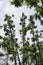 Bad pruned tree of Pterocarya fraxinifolia